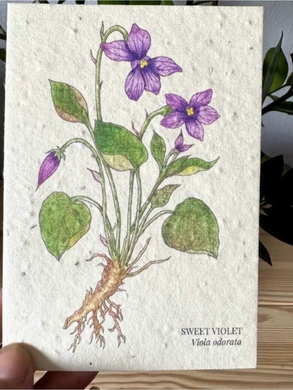 Sweet Violet Plantable Wildflower Seed Greeting Card
